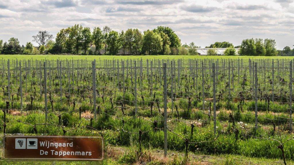 020-wijngaard-2